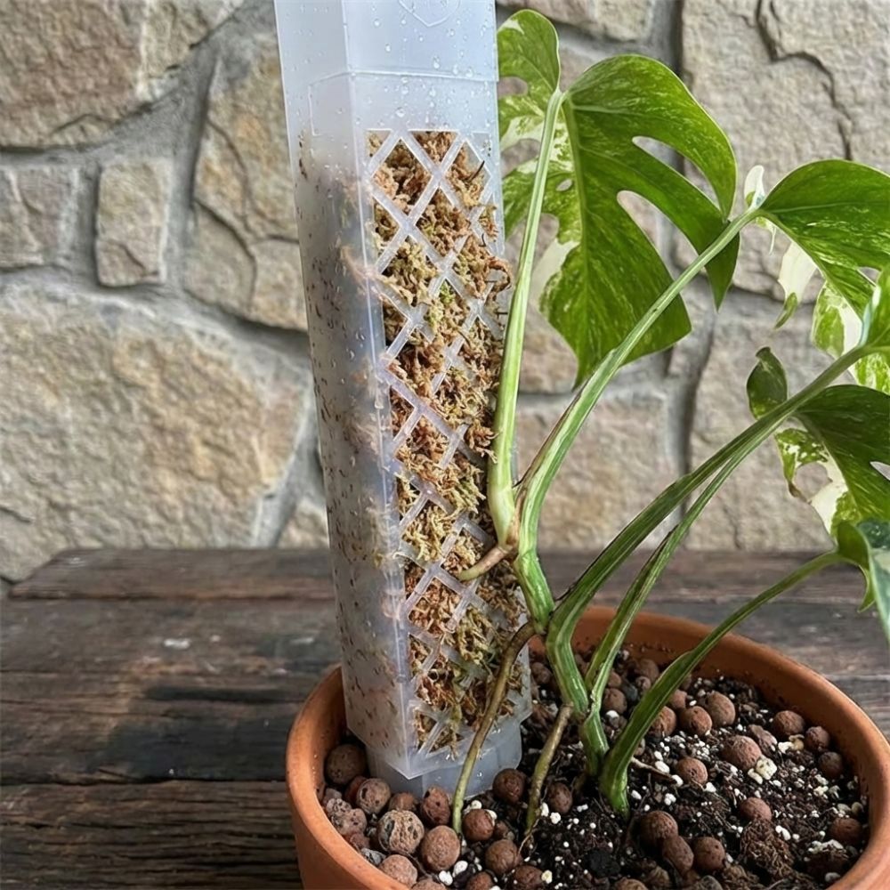 Sphagnum Moss Dry - D型自動給水植物用ドリップ式流量調整可能プラスチック製植物クライミングスティック自動散水植物育成スタンド