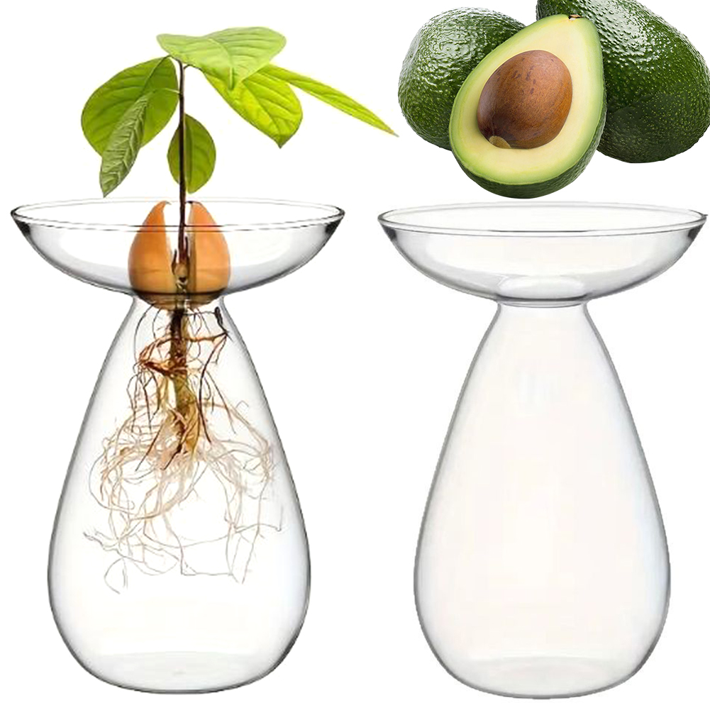 Propagation Station Vase - アボカド種子スターター水耕栽培花瓶透明植物繁殖ステーションガラス製アボカドの木花瓶、園芸愛好家のための