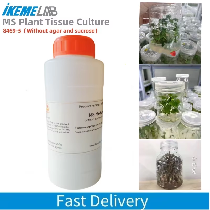 Ikeme-lab ms培養物,250g,ハーブと砂糖を含ま - Agar Tissue Culture のレビューと価格