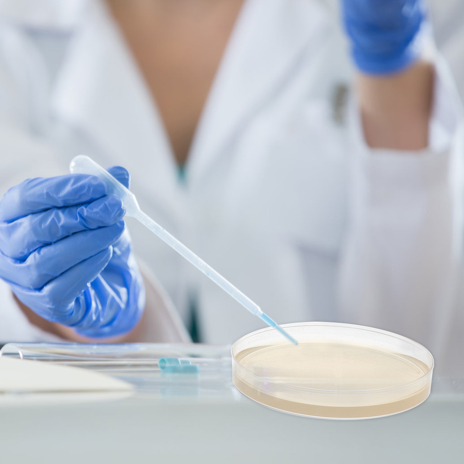 10個入り栄養培地プレート、科学展示会プロジェクト保管用プレ - Agar Tissue Culture のレビューと価格