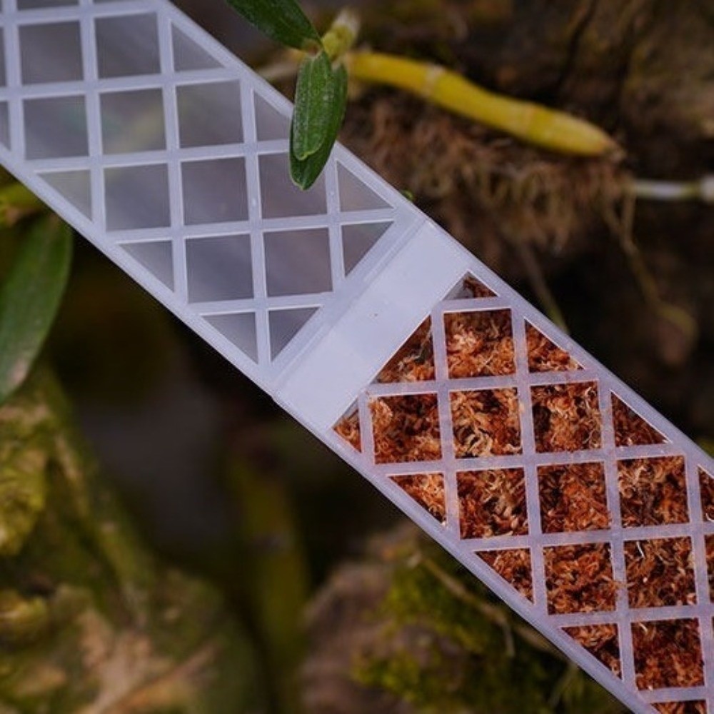 D型自動給水植物用ドリップ式流量調整可能プラスチック製植物ク - Sphagnum Moss Dry のレビューと価格