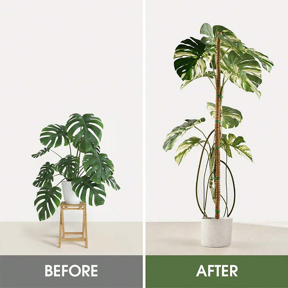 植物用モスポール モンステラ植物用支柱 室内植物用クライミン - Sphagnum Moss Dry のレビューと価格